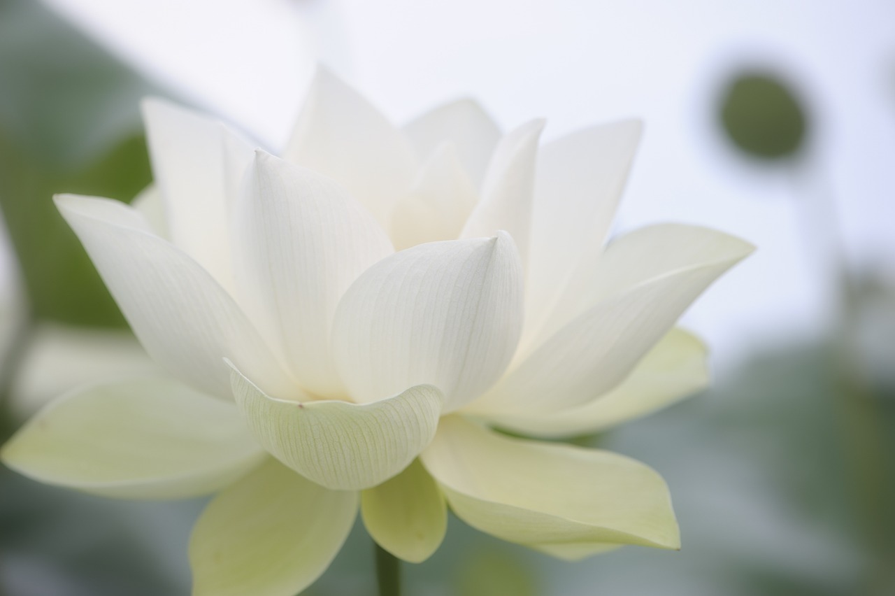 The Significance of Color in Traditional Chinese Art